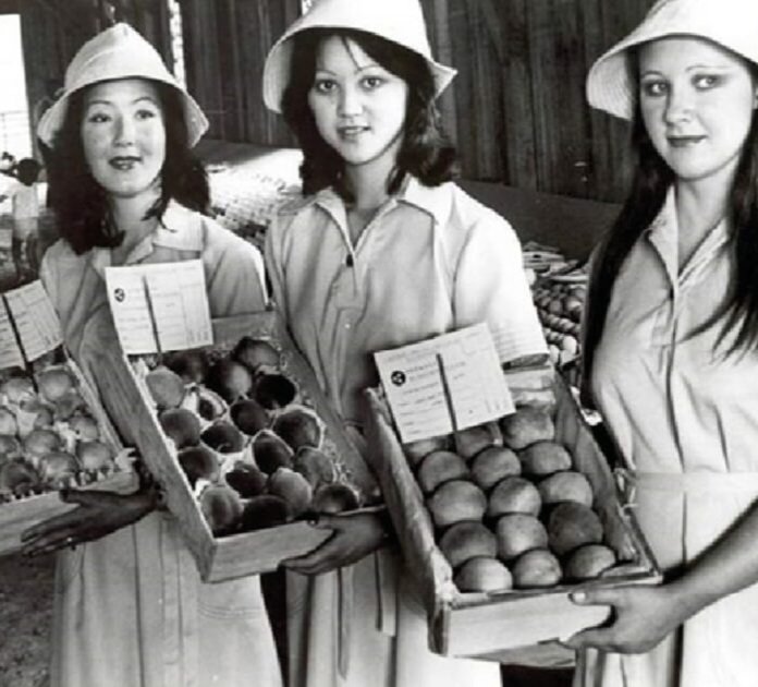 Festa do Pêssego, araucária no Paraná - 1970.