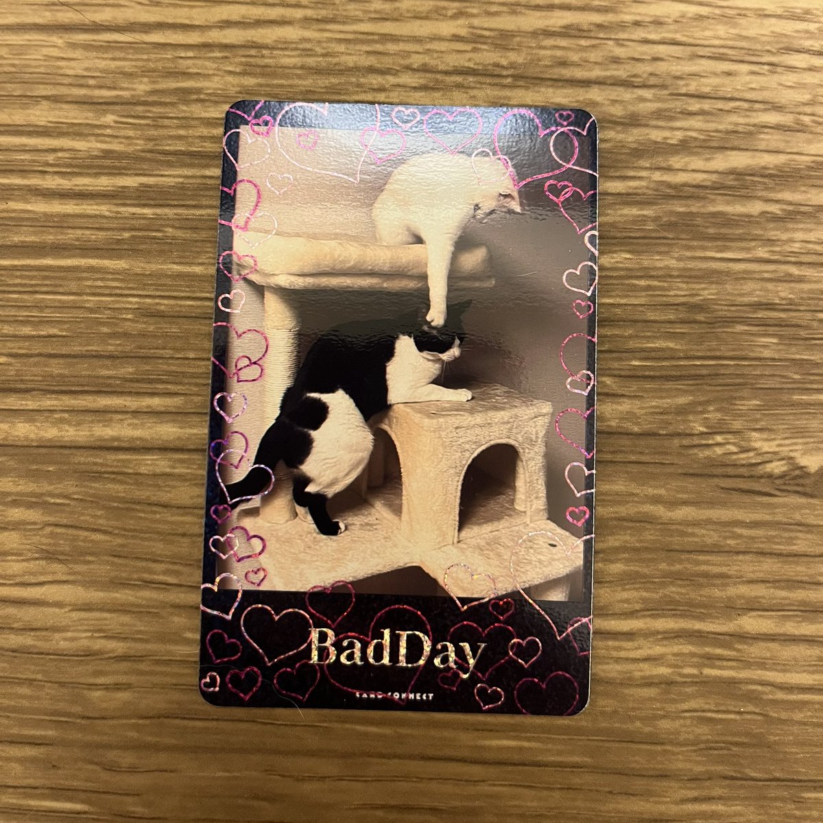 成田のえ😼 tweet media