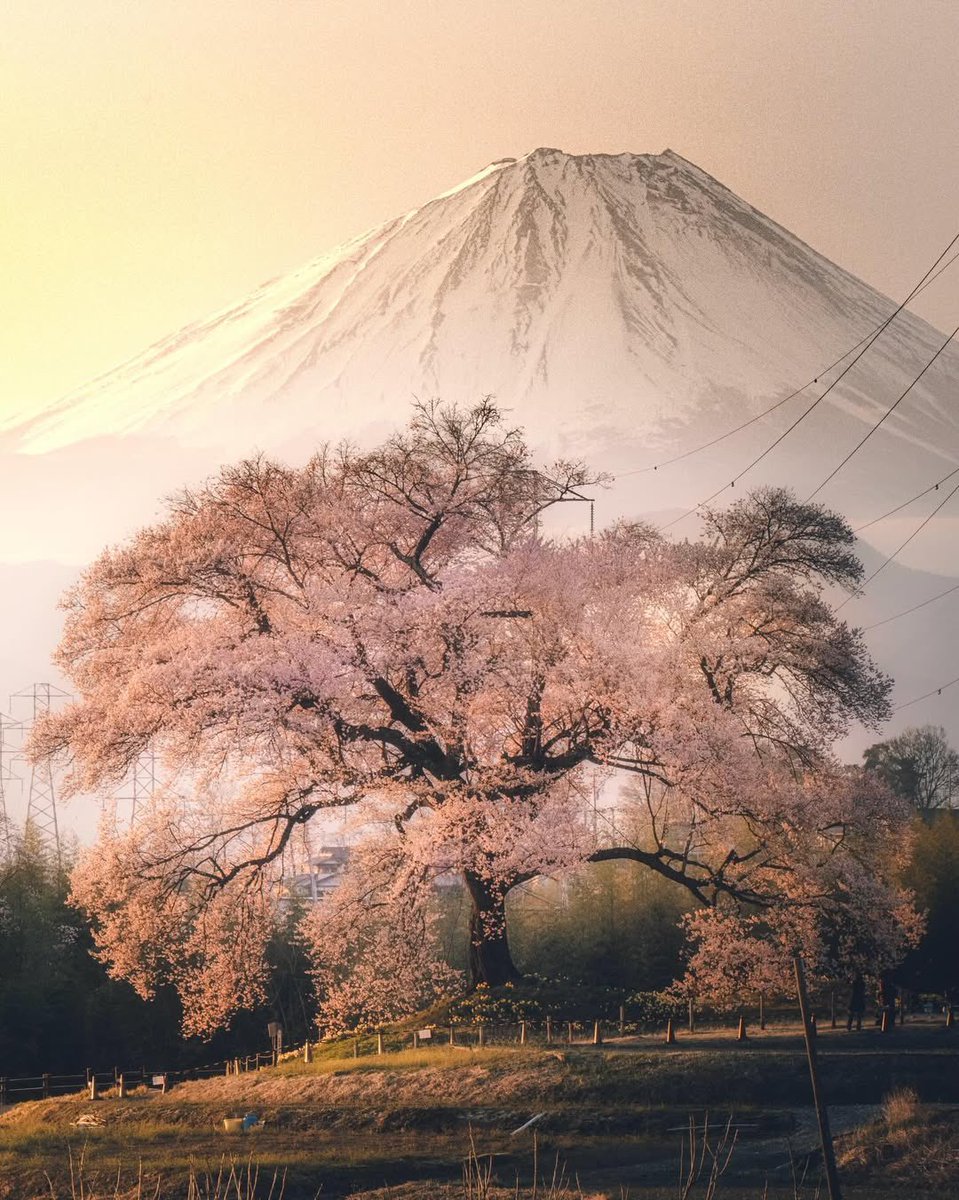 Japón 

(Foto©️Hiro Goto)