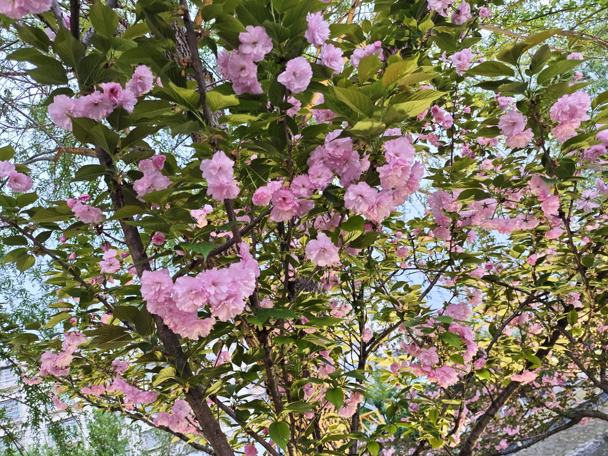qiyu_tree's tweet photo. today is a beautiful day https://t.co/ru0plRhn5q