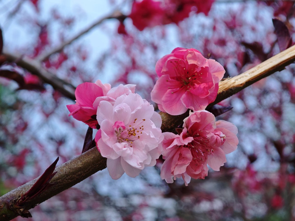 qiyu_tree's tweet photo. today is a beautiful day https://t.co/ru0plRhn5q