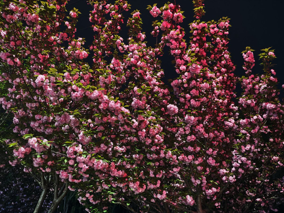 qiyu_tree's tweet photo. today is a beautiful day https://t.co/ru0plRhn5q