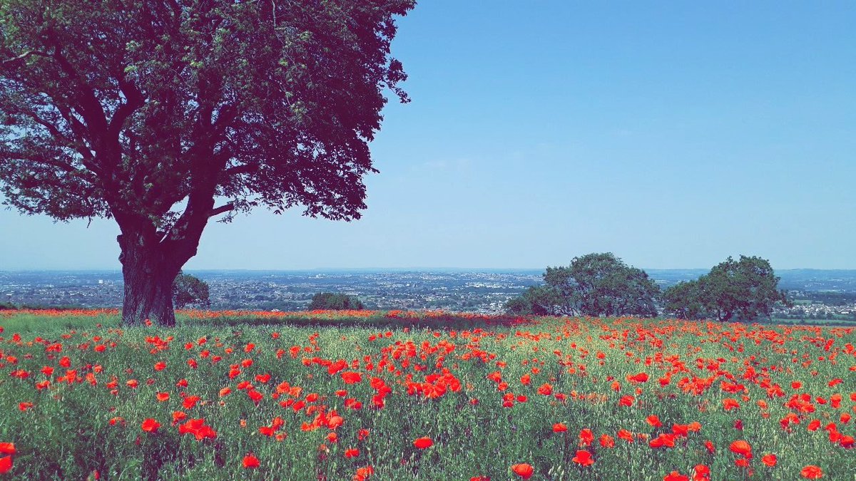 AwokenGiantUK 🇬🇧🦁 tweet media