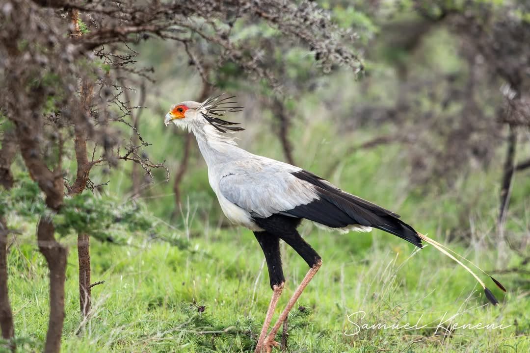 Ambassador Molalign Asfaw tweet media