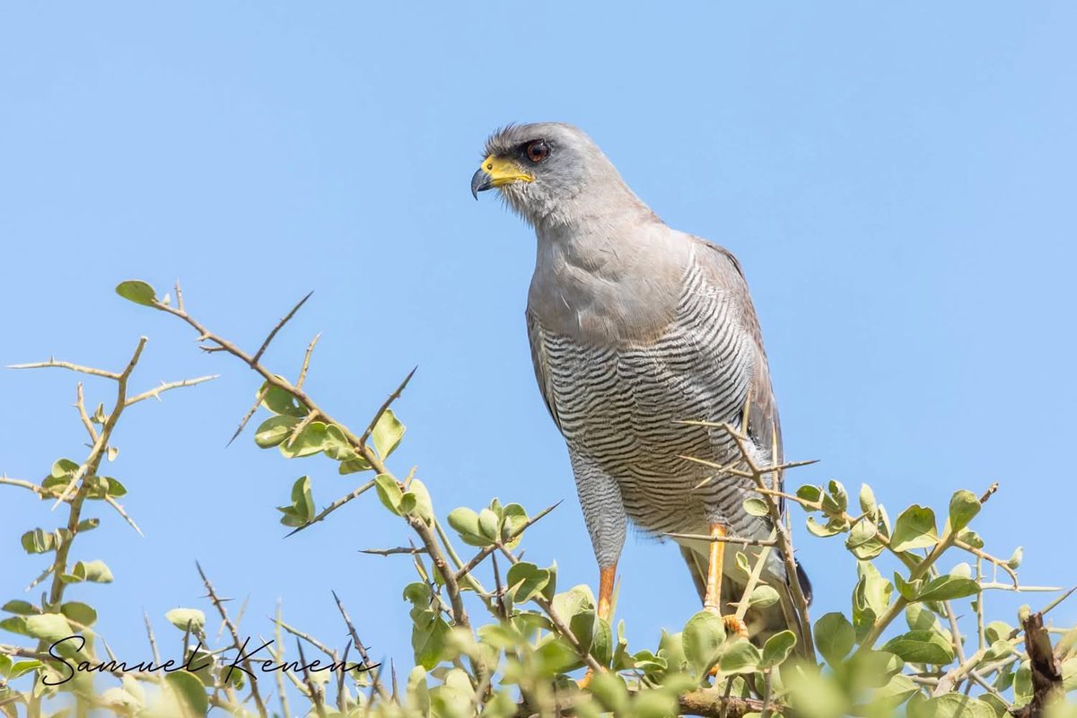 Ambassador Molalign Asfaw tweet media