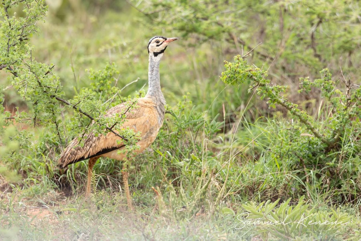 Ambassador Molalign Asfaw tweet media