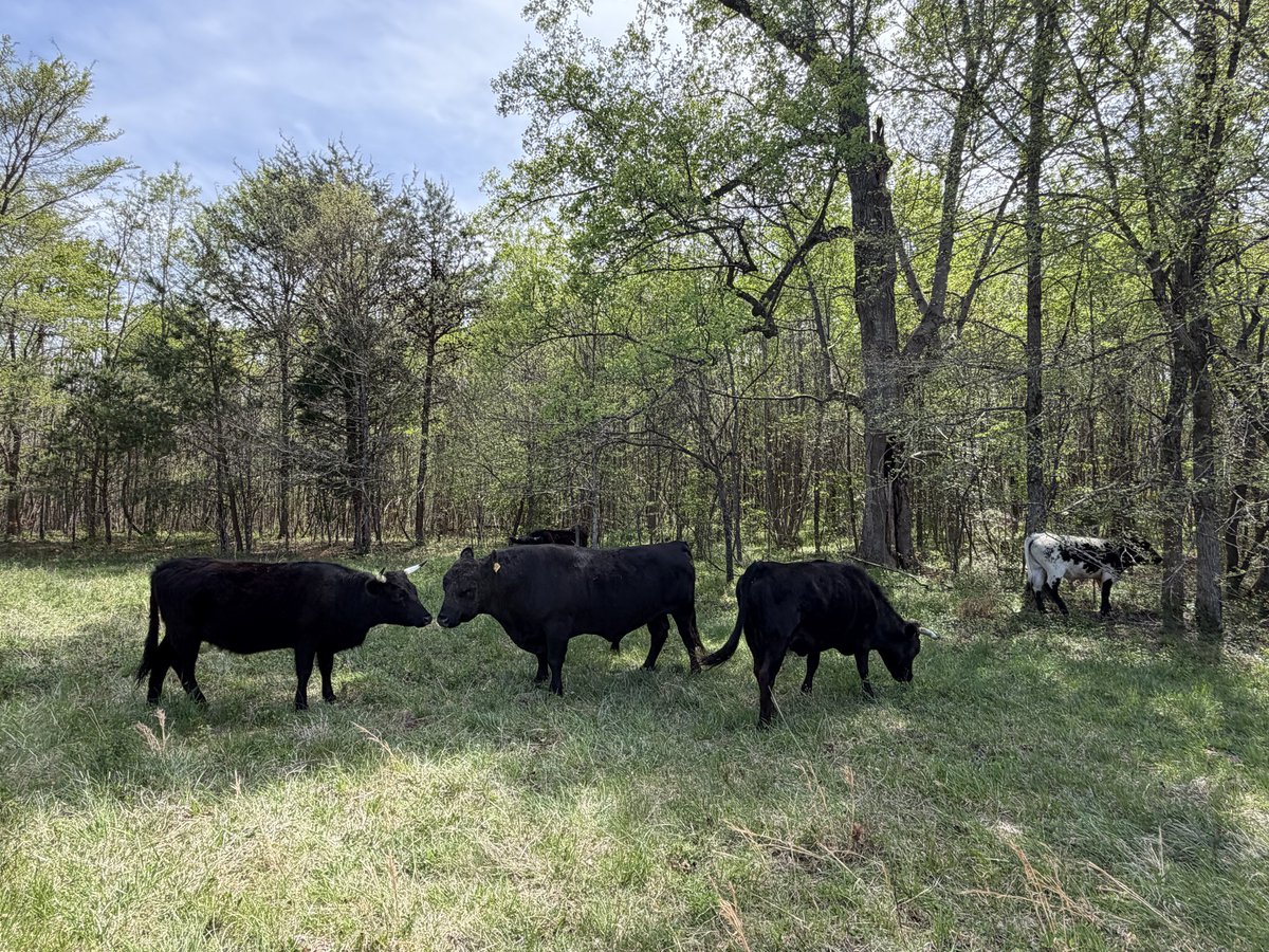 GrayFeist's tweet photo. Spring Breakers helping move cows.
https://t.co/dMn0BpS9L9
#KitchenSinkFarm https://t.co/3oWChRV3RJ