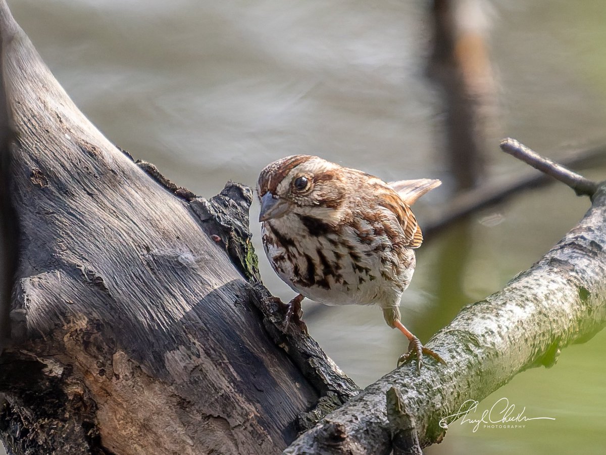 DiveArtist's tweet image. This Song Sparrow hanging out with the Palm and Phoebes was posing quite a bit by the Pool on Friday.

#songsparrow #springmigration #birdcpp