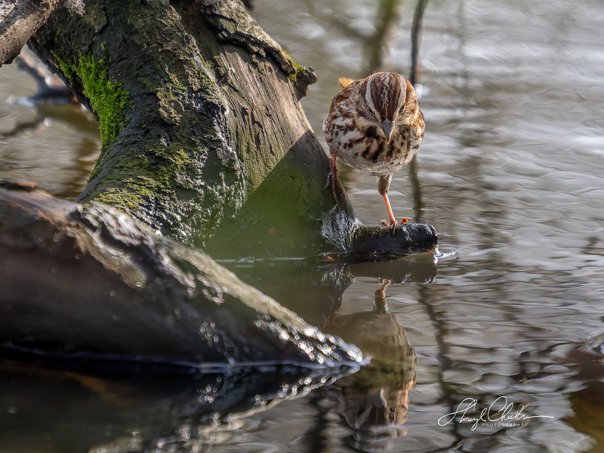 DiveArtist's tweet image. This Song Sparrow hanging out with the Palm and Phoebes was posing quite a bit by the Pool on Friday.

#songsparrow #springmigration #birdcpp