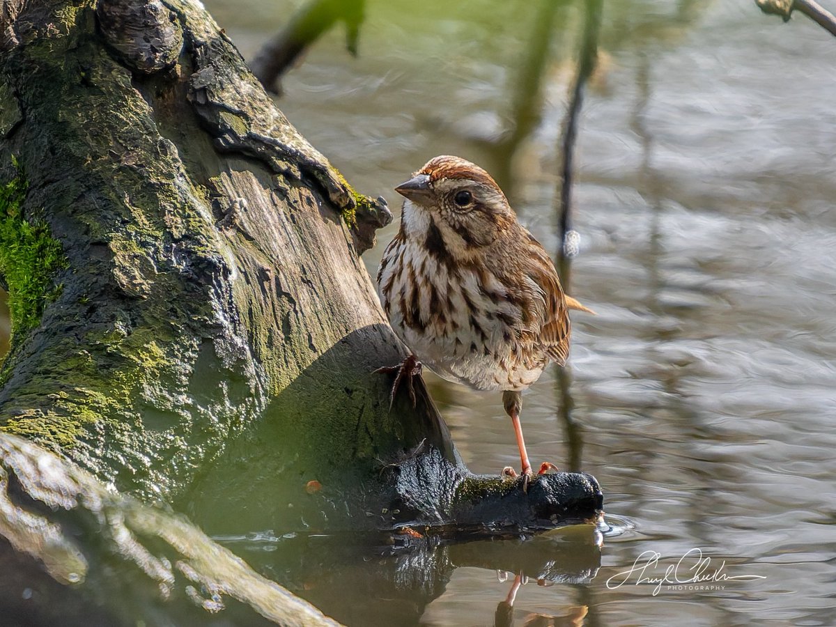 DiveArtist's tweet image. This Song Sparrow hanging out with the Palm and Phoebes was posing quite a bit by the Pool on Friday.

#songsparrow #springmigration #birdcpp
