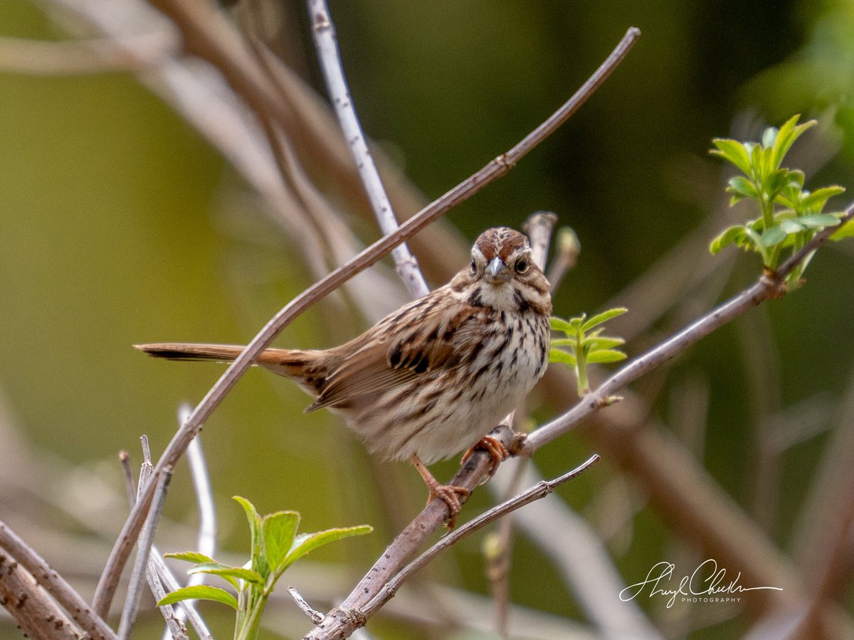 DiveArtist's tweet image. This Song Sparrow hanging out with the Palm and Phoebes was posing quite a bit by the Pool on Friday.

#songsparrow #springmigration #birdcpp