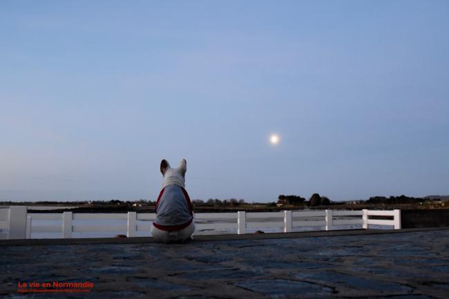 ninoennormandie's tweet photo. 今日は復活祭の月曜日
今週末は３連休

日が伸びたね
今朝もテラスで海を眺めてたテオ

#テオ #フレンチブルドッグ #3歳 #犬のいる暮らし #フランス #わんこ #日々の暮らし
#ブログ更新しました
『復活祭の月曜日』
https://t.co/Ug2Ykclv0d https://t.co/PWEDXJxhce
