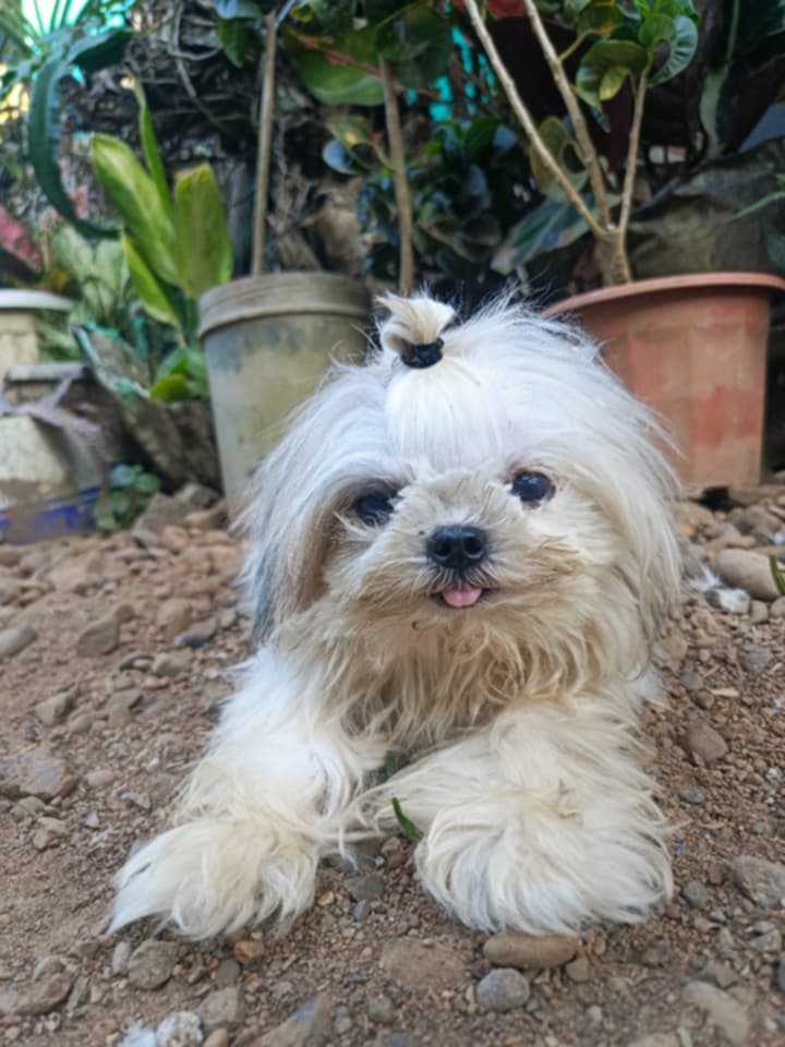 TeacupPh's tweet image. Good morning everyone. It's #Tongue #out #Tuesday Tyronia has been under instruction from Mum Fiona &amp;amp; is being very ladylike with her contribution today. Back to normality today! Take care and have a Great Day. Teacups Family.xx🇵🇭🐶❤️💗😍🥰🙂👍
#dogs #dogsofX #tuesdayvibe #TOT