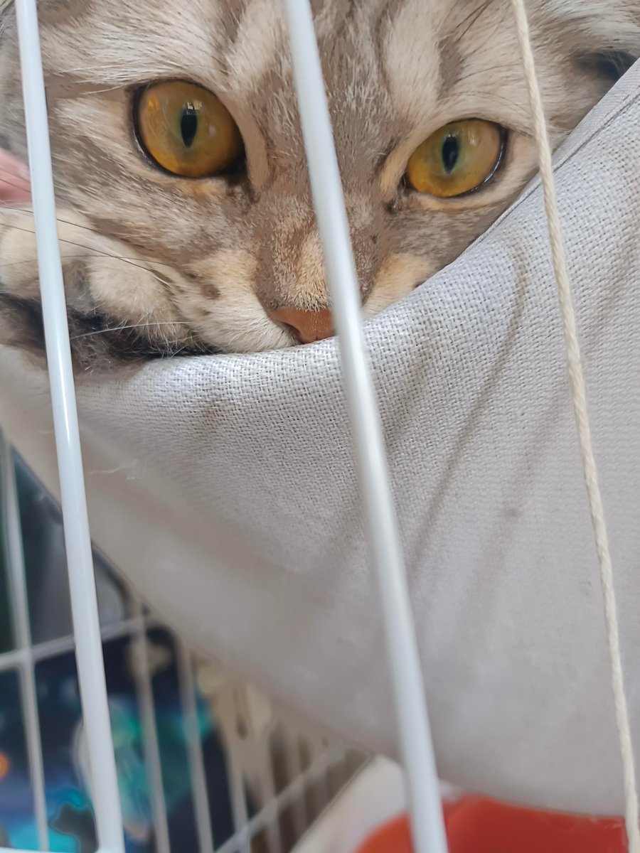 David Anderson tweet media