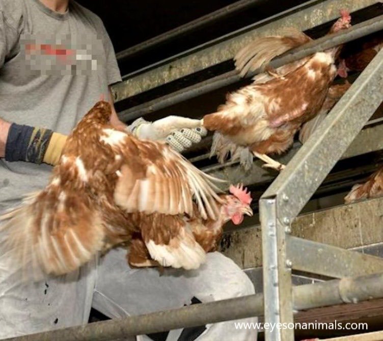 Eyes on Animals tweet media