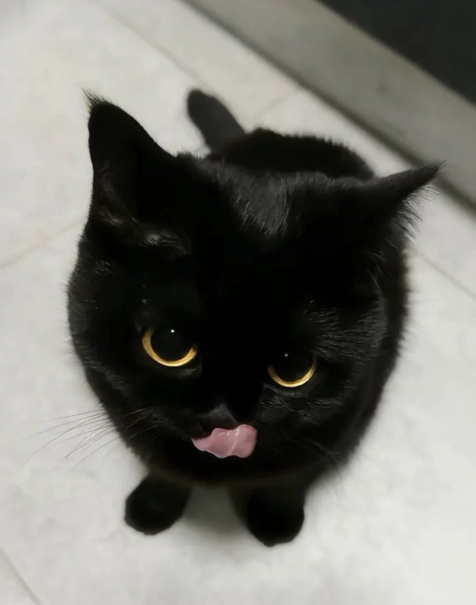 Black cats are not bad luck (@visualscat) on Twitter photo 