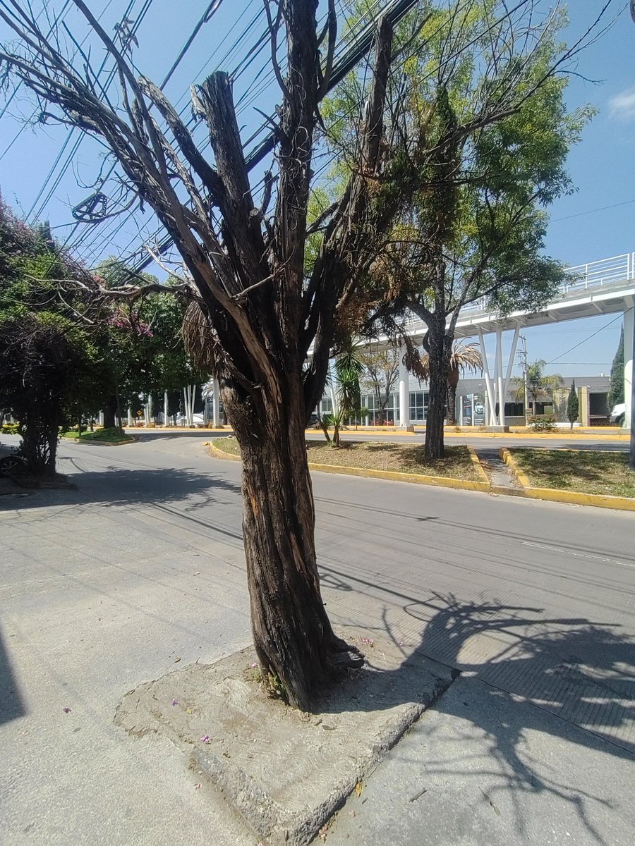 Guardabosque Urbano tweet media