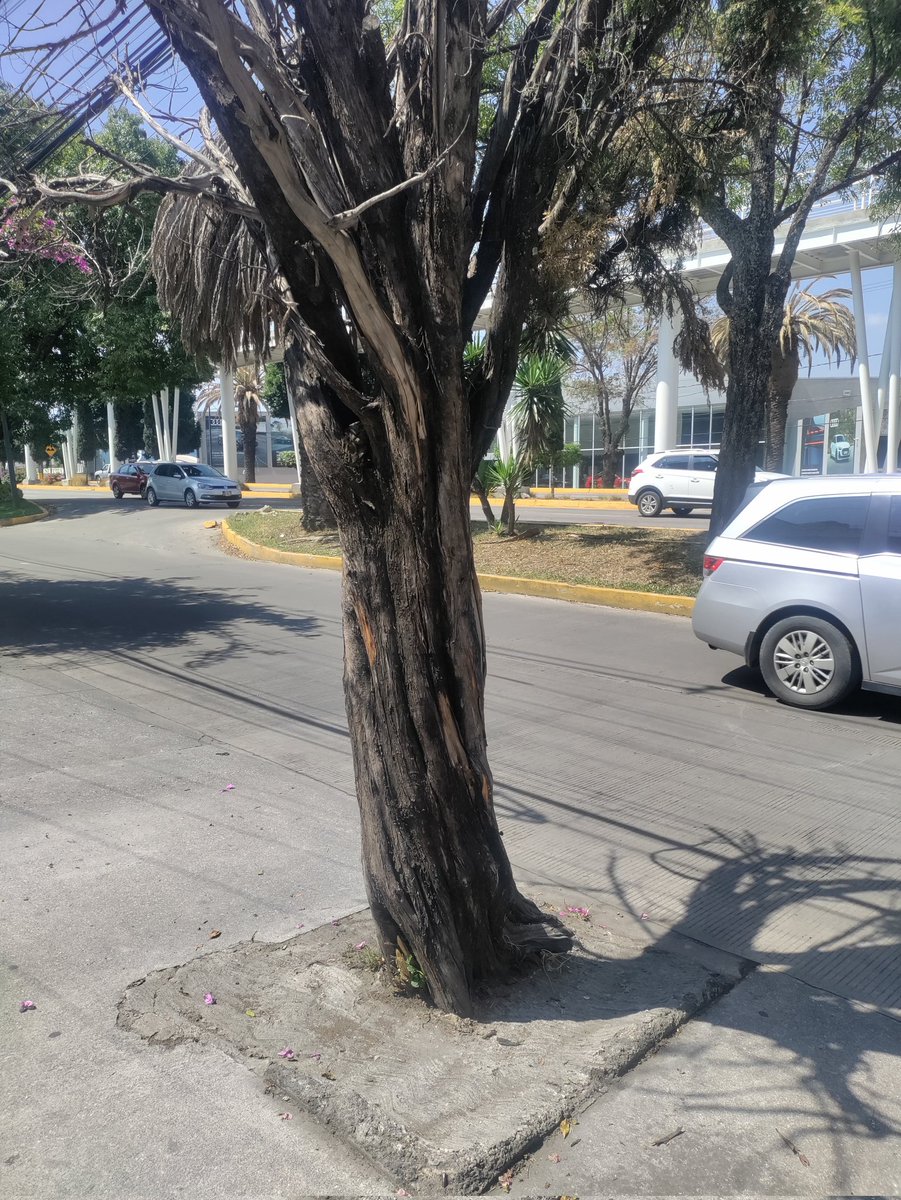 Guardabosque Urbano tweet media