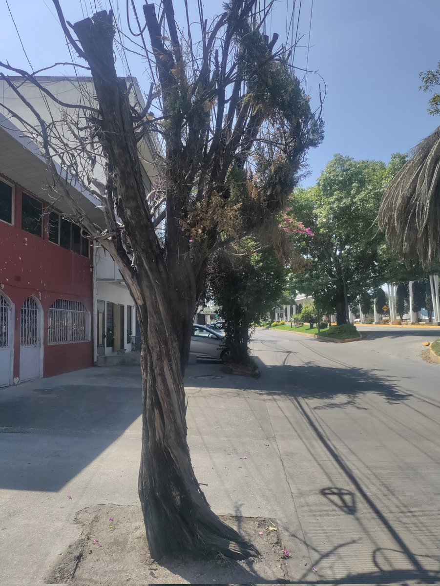 Guardabosque Urbano tweet media