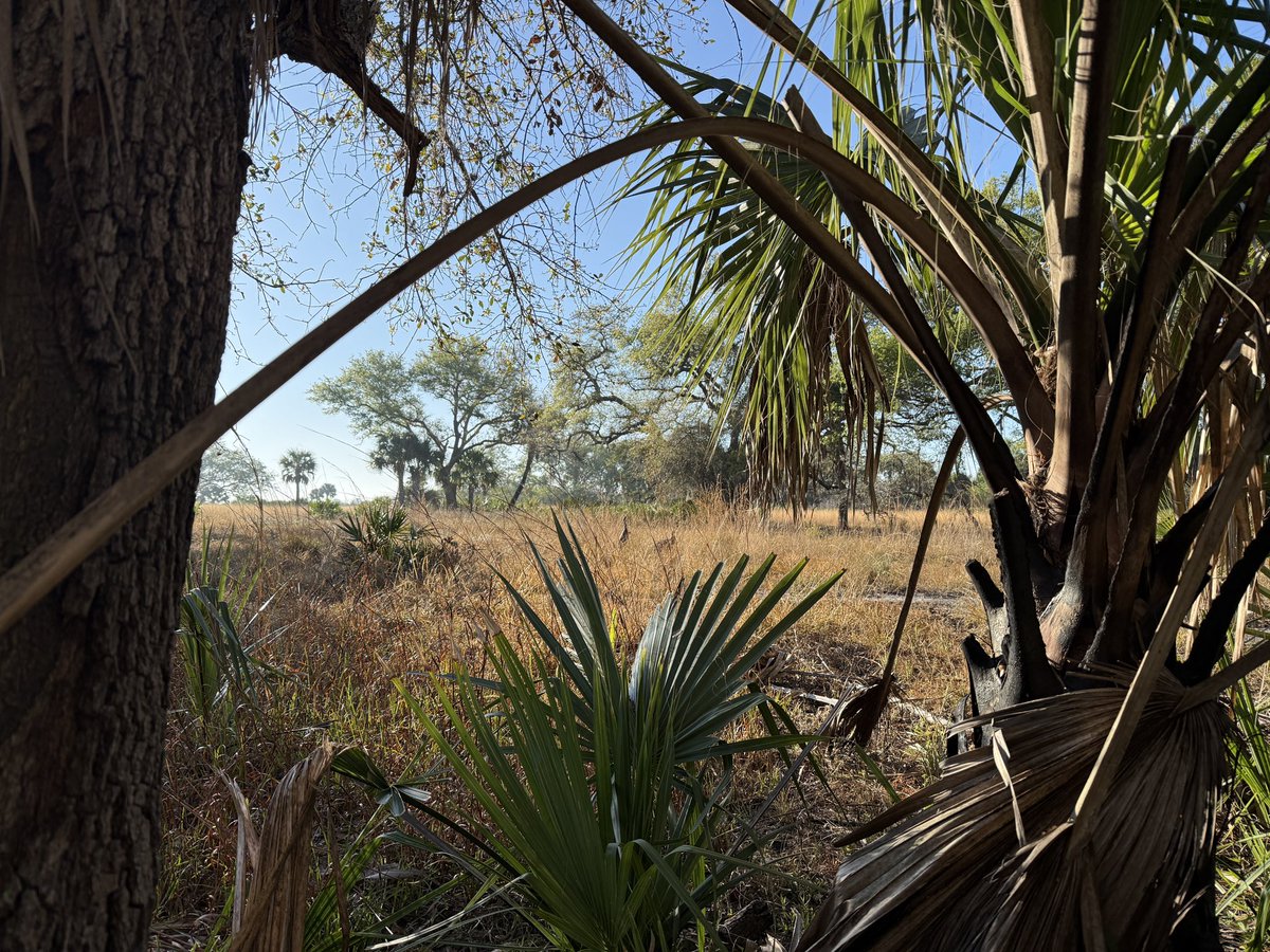 If you ever feel you want to experience the full spectrum of the “highs and lows” of the human experience, take up Osceola wild turkey hunting in Florida and become a Bitcoin maximalist. 

Wake up at 4:00am. Clothed in camouflage, you walk miles into total darkness with the only