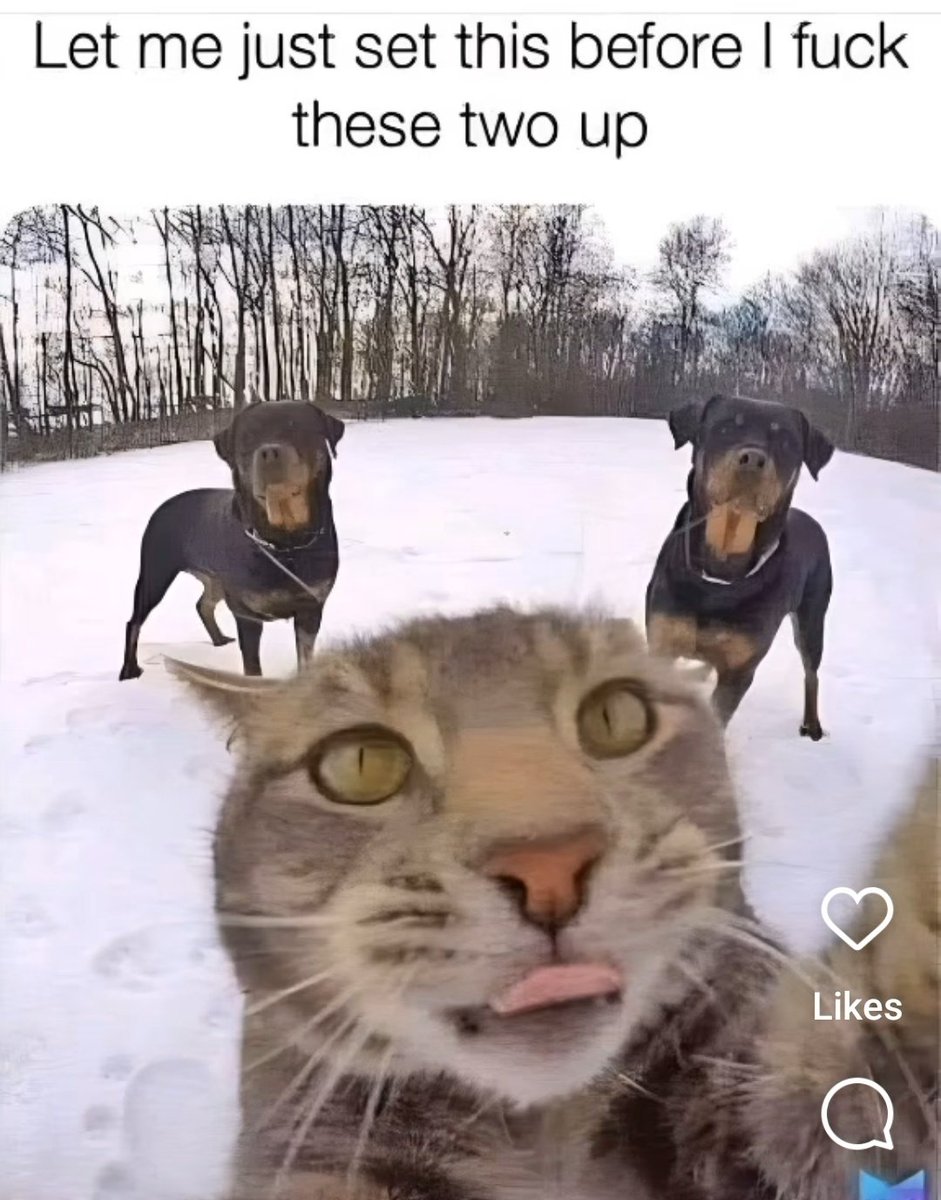 LAnDo NIFFIRG™️🇨🇦 tweet media