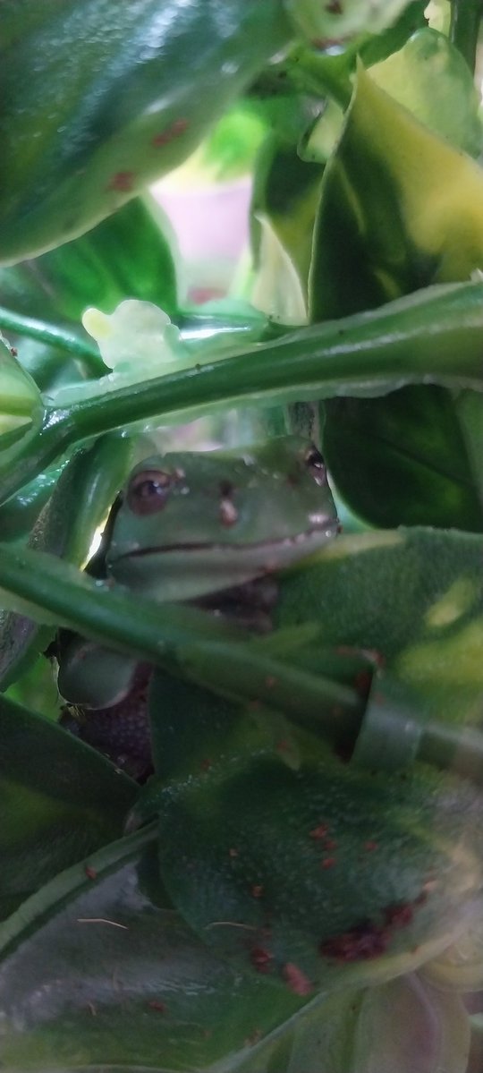 Prince Kookabra tweet media