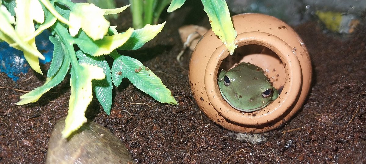 Prince Kookabra tweet media