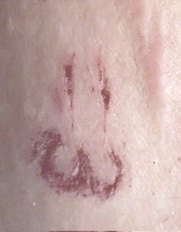 ﹕ ꒰ა mafuyu of shedtwt .ᐟ ֹ ₊ 🩹 tweet media