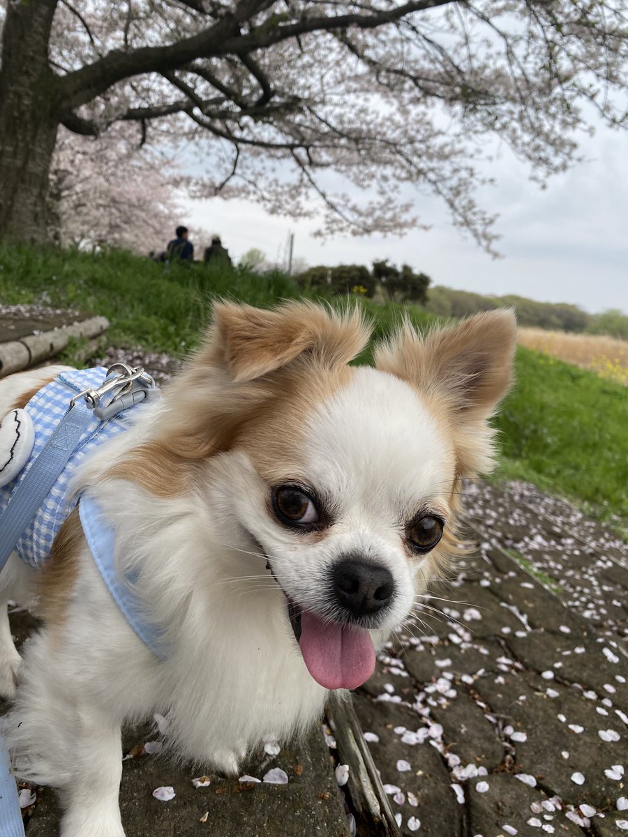 ココ・るえか tweet media