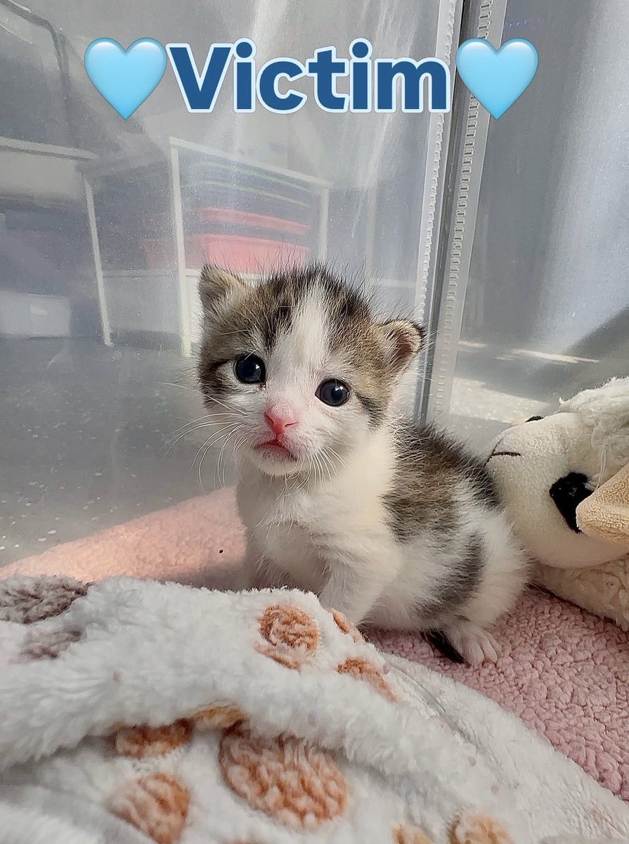 pickled monkey tweet media