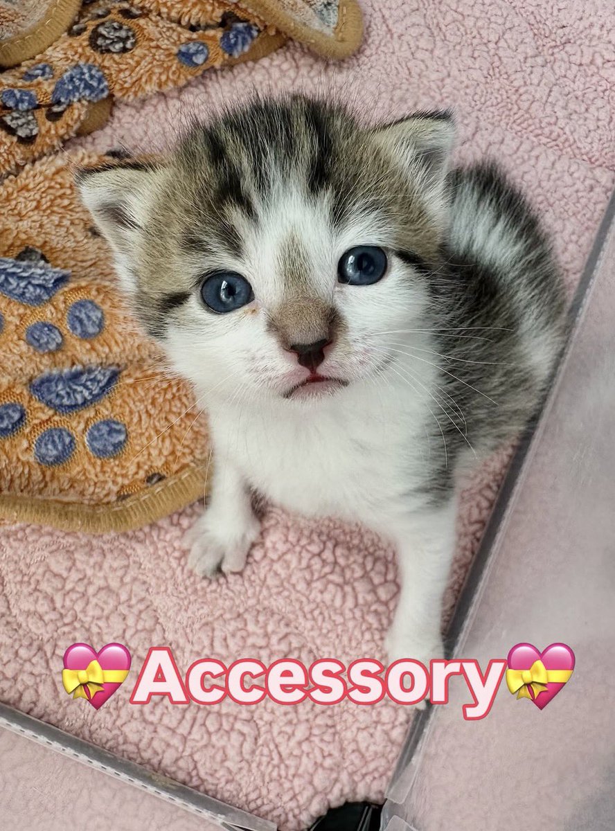 pickled monkey tweet media