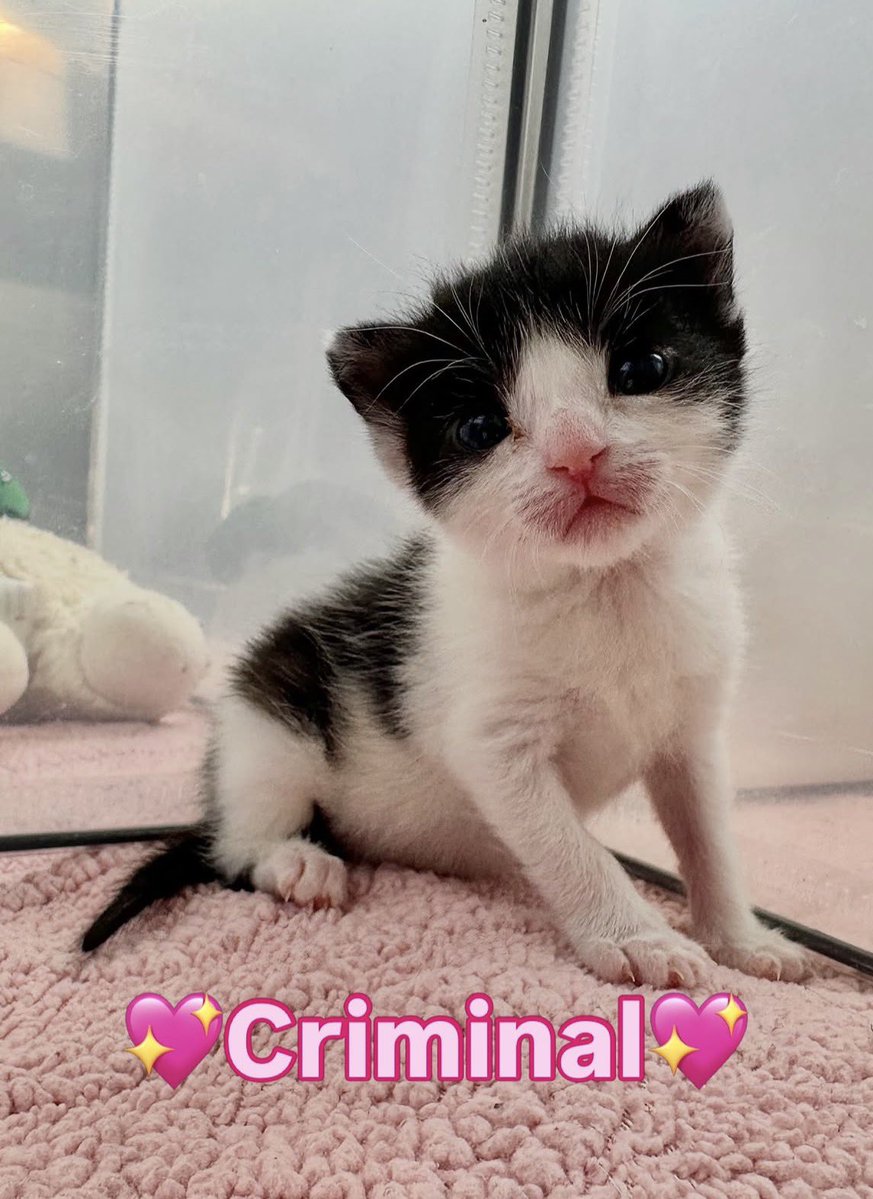 pickled monkey tweet media