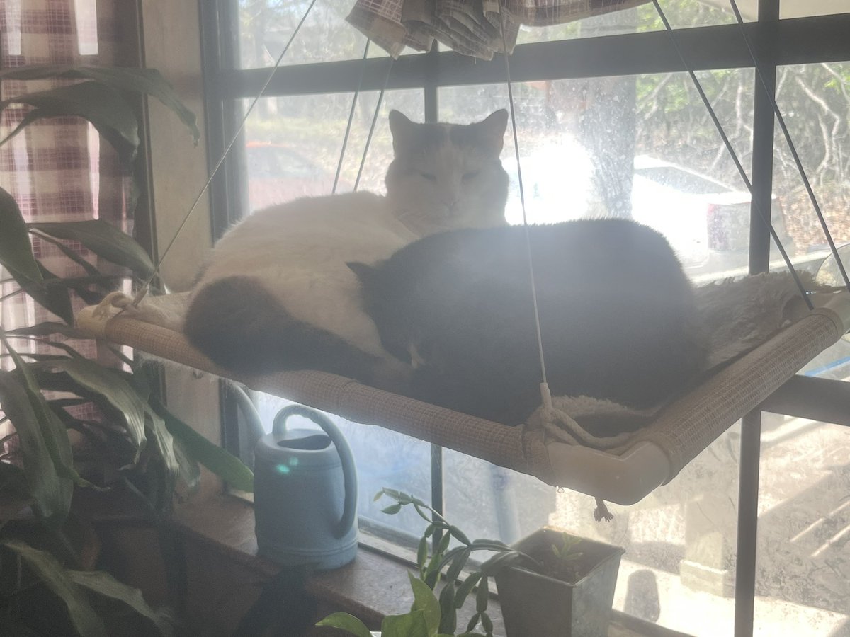 pubby 𐂯 tweet media