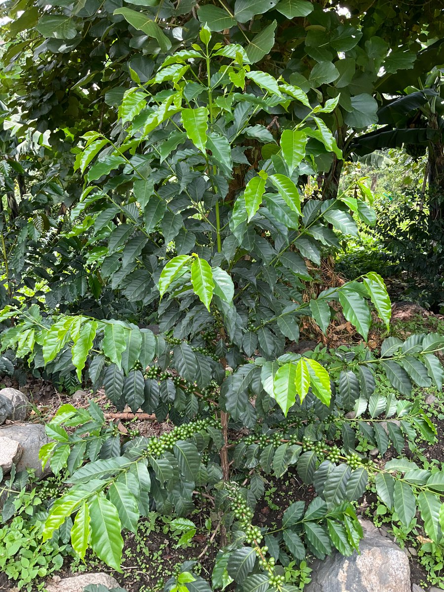 tomceze's tweet photo. Prime #arabica #SL28
Only 1,5 years old.
Book Your seedlings with us for as low as 1500
#demoGarden #Mihunga https://t.co/eCam9MoP2R