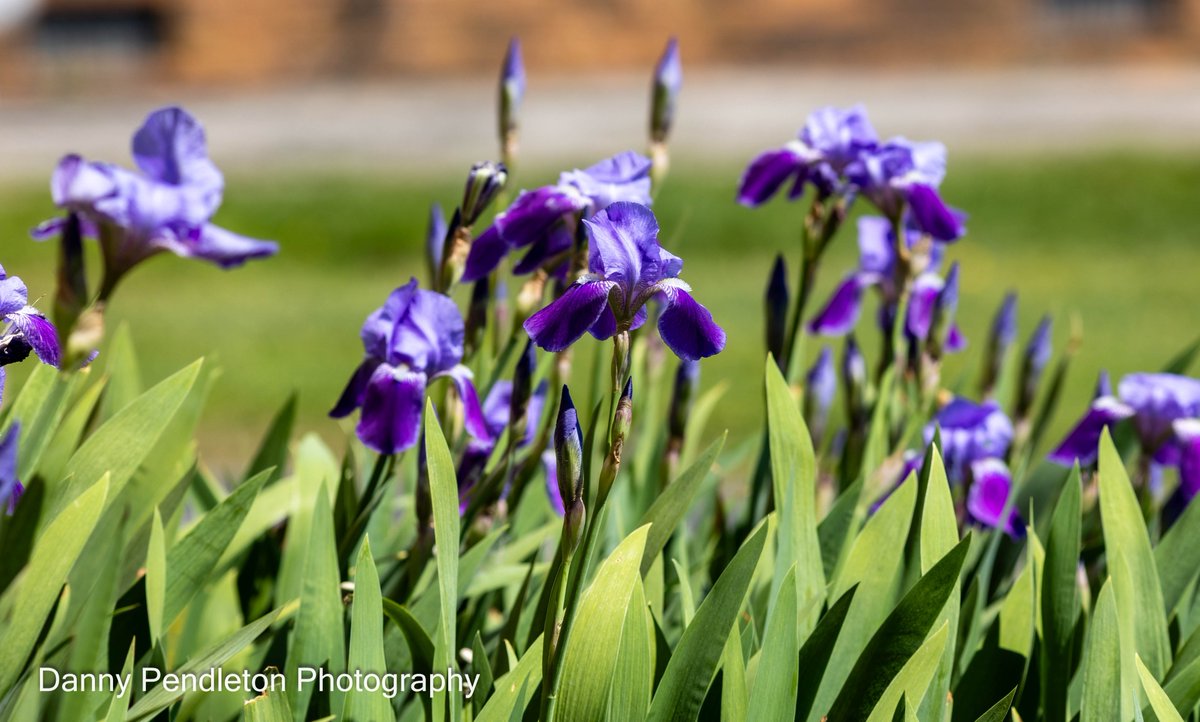 Danny Pendleton tweet media