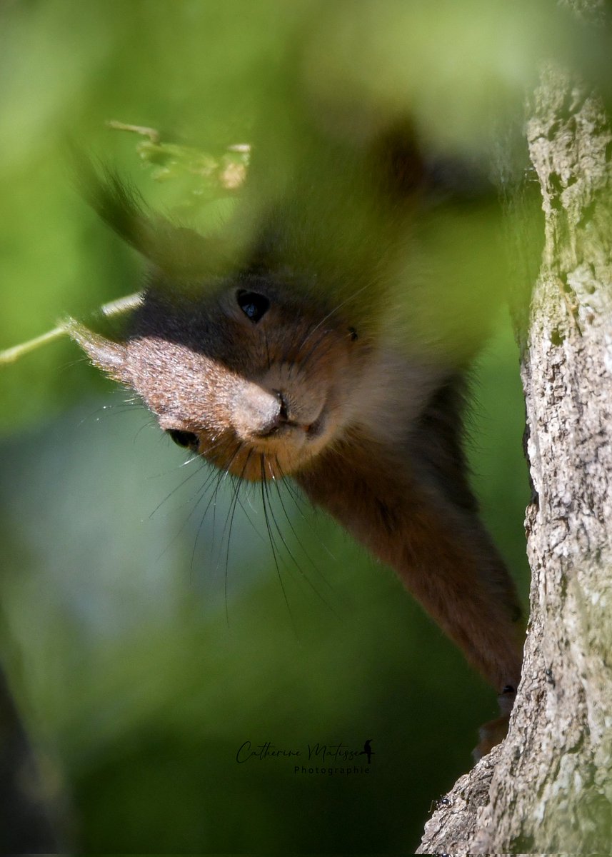 Cat 🧡 🐿 📸 tweet media