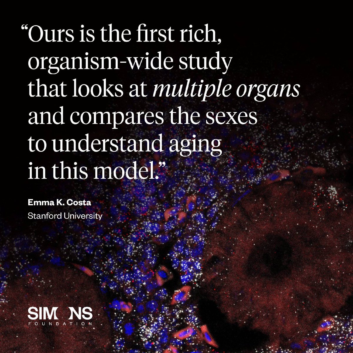 SimonsFdn's tweet image. A team funded by the Simons Collaboration on Plasticity and the Aging Brain created a comprehensive atlas of aging in killifish. New in @NatureAging: simonsfoundation.org/2026/03/30/sci… #science #neuroscience