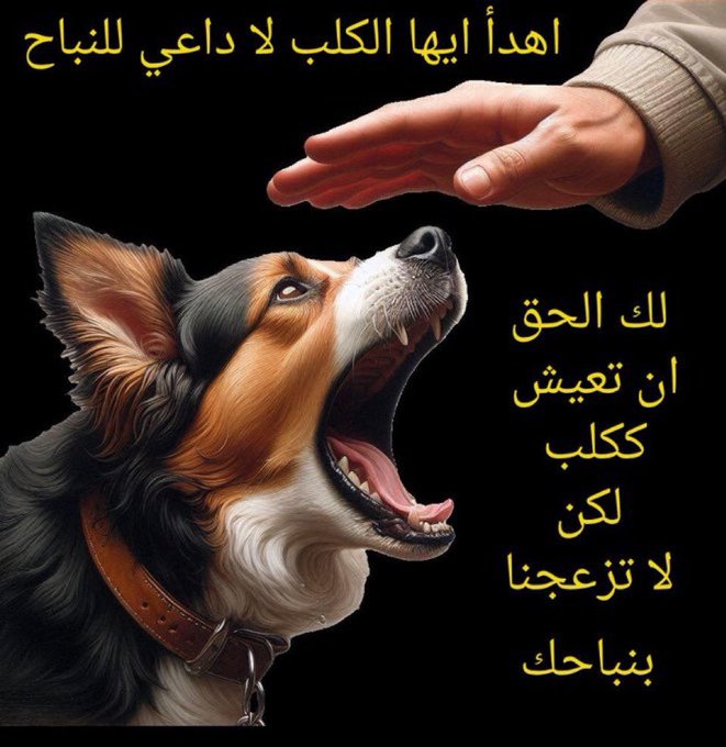 -الراصد المغربي Moroccan Truth Seeker - tweet media