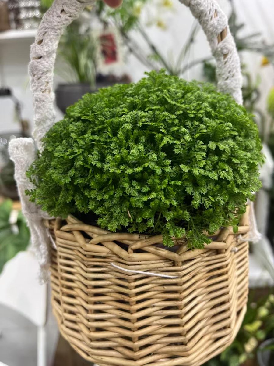 _miRRull_'s tweet photo. Turn an old glass jar into a cute plant pot! Clean it, add pebbles + soil, then plant a succulent. Eco-friendly u0026 stylish—your desk needs this! https://t.co/GzQ046vbrF