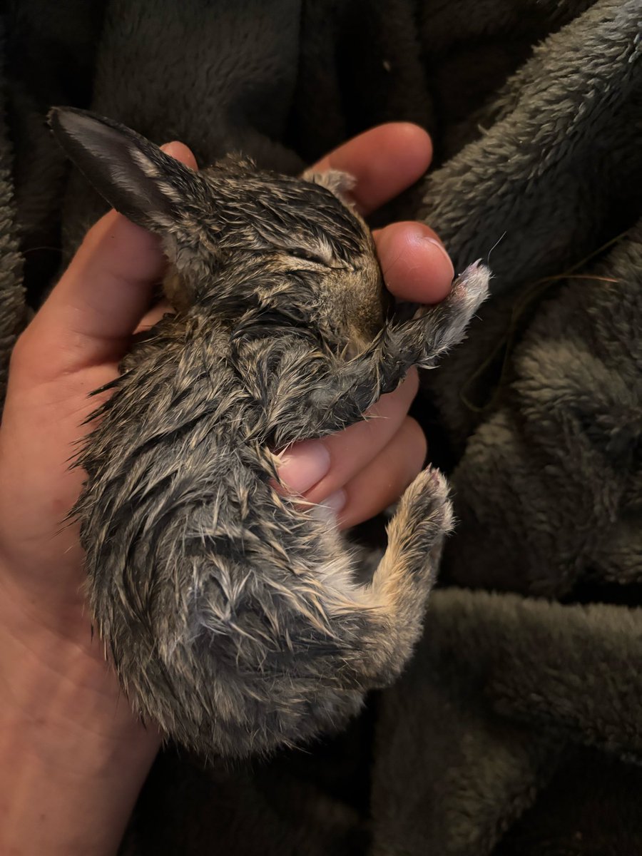 sailor schrott tweet media