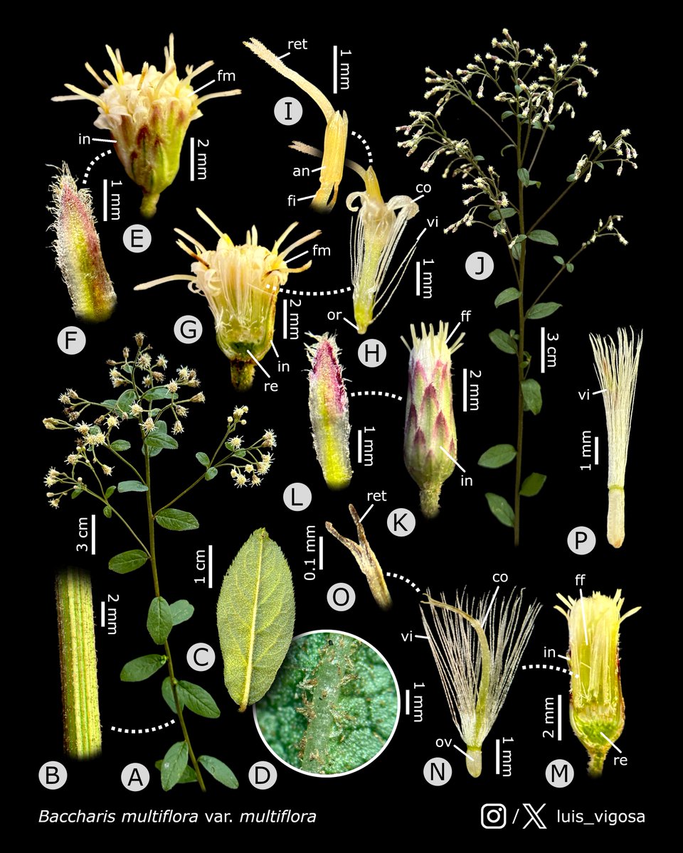luis_vigosa's tweet image. Baccharis multiflora var. multiflora (Asteraceae)
#botany #flowers #taxonomy #plants