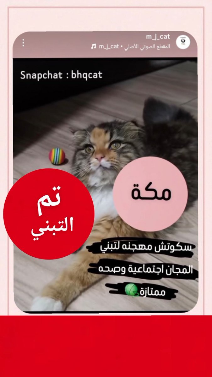 a_tbny's tweet photo. #الرياض #الخرج #مكة
لبقية القطط 
https://t.co/gCxL5nI672
استقرام : _cat_q https://t.co/SGmLFjUpA4
