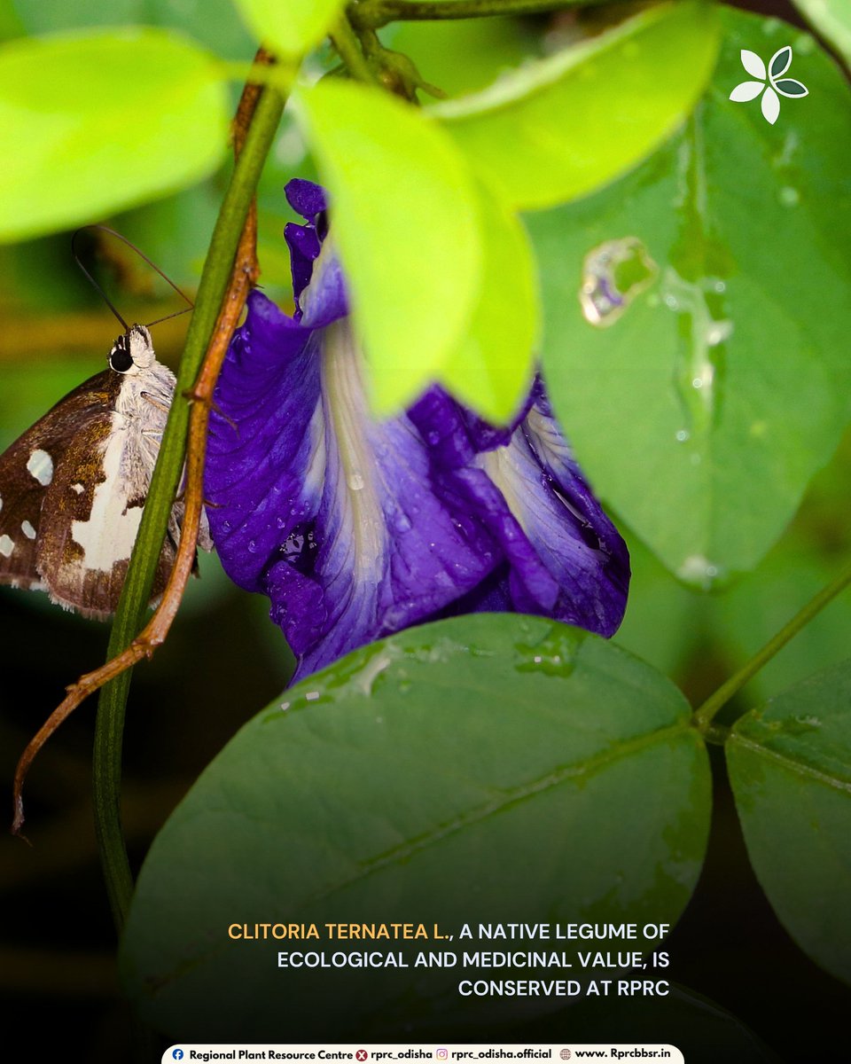 Regional Plant Resource Centre tweet media
