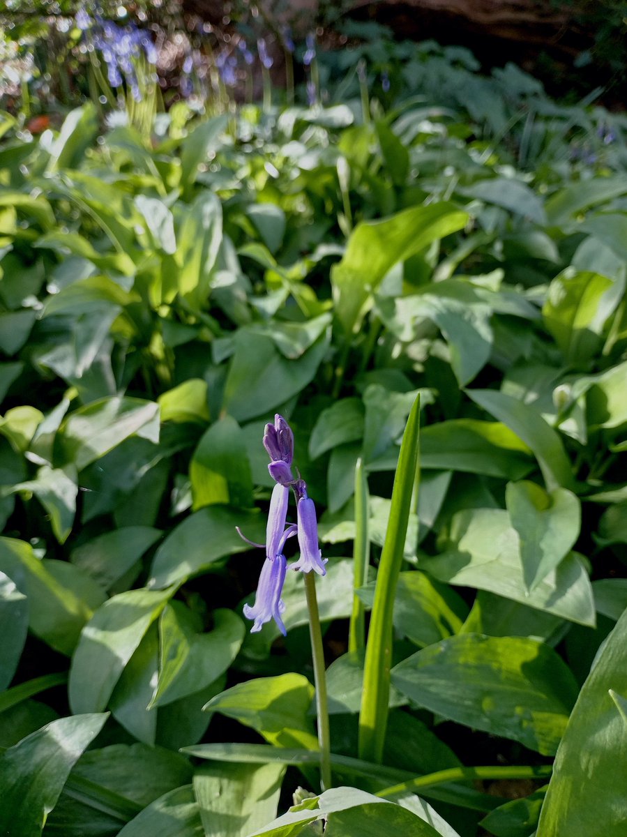 GaryStockd10490's tweet image. Early Bluebells. Morpeth, Northumberland. 

#Spring  #Northumberland #Bluebells #England #Woodland