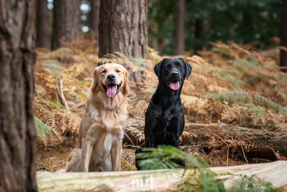 MillersImage's tweet image. It's time for "Tongue out Tuesday."
Here's Blue on the left, an 18 month old Golden Retriever alongside his partner Lupin, a two and a half year old Labrador Retriever.  
#dogs #dogsoftwitter #dog #labrador #retriever #golden #tongueouttuesday