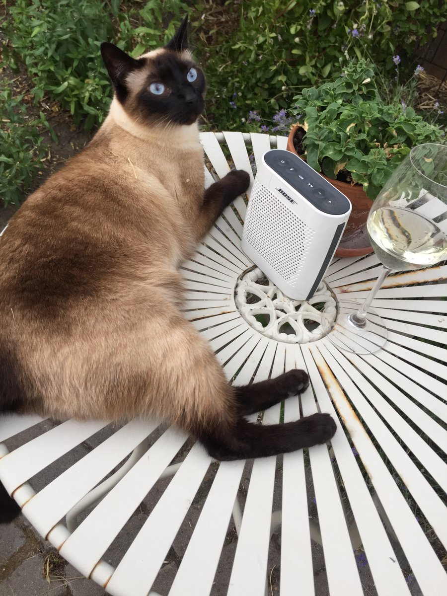 LeapPhotography's tweet photo. Today we're celebrating #NationalSiameseCatDay in the studio.  Our photographer Brenda has 2 beautiful gals in her home thanks to #HappyJackCats
Do you have a #siamese ?  If so, share your photos in the comment below. https://t.co/f1A8pMjRoq