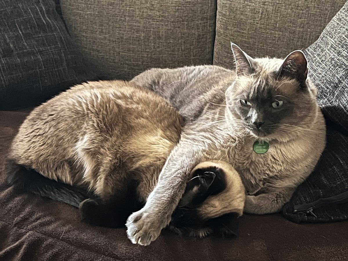 Today we're celebrating #NationalSiameseCatDay in the studio.  Our photographer Brenda has 2 beautiful gals in her home thanks to #HappyJackCats
Do you have a #siamese ?  If so, share your photos in the comment below.