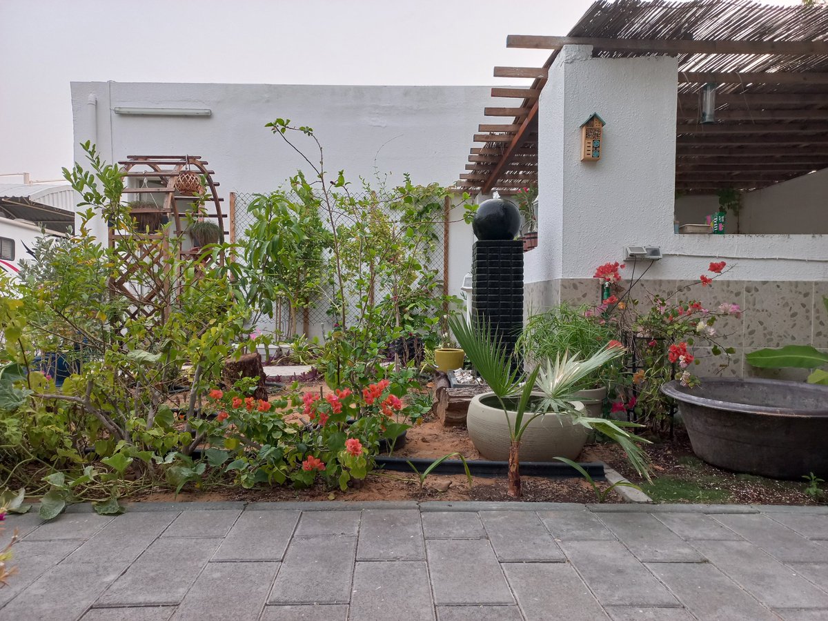 فلاسية 🇦🇪( هاوية للزراعة ومحبة للطبيعة)🇦🇪 tweet media