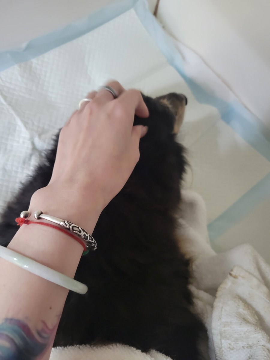 🐾狐ヾ𝓢𝓲𝓻𝓮𝓷*๓ 小廢物認證° tweet media