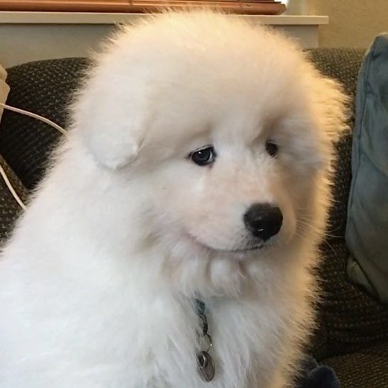 โนเอ้วว tweet media